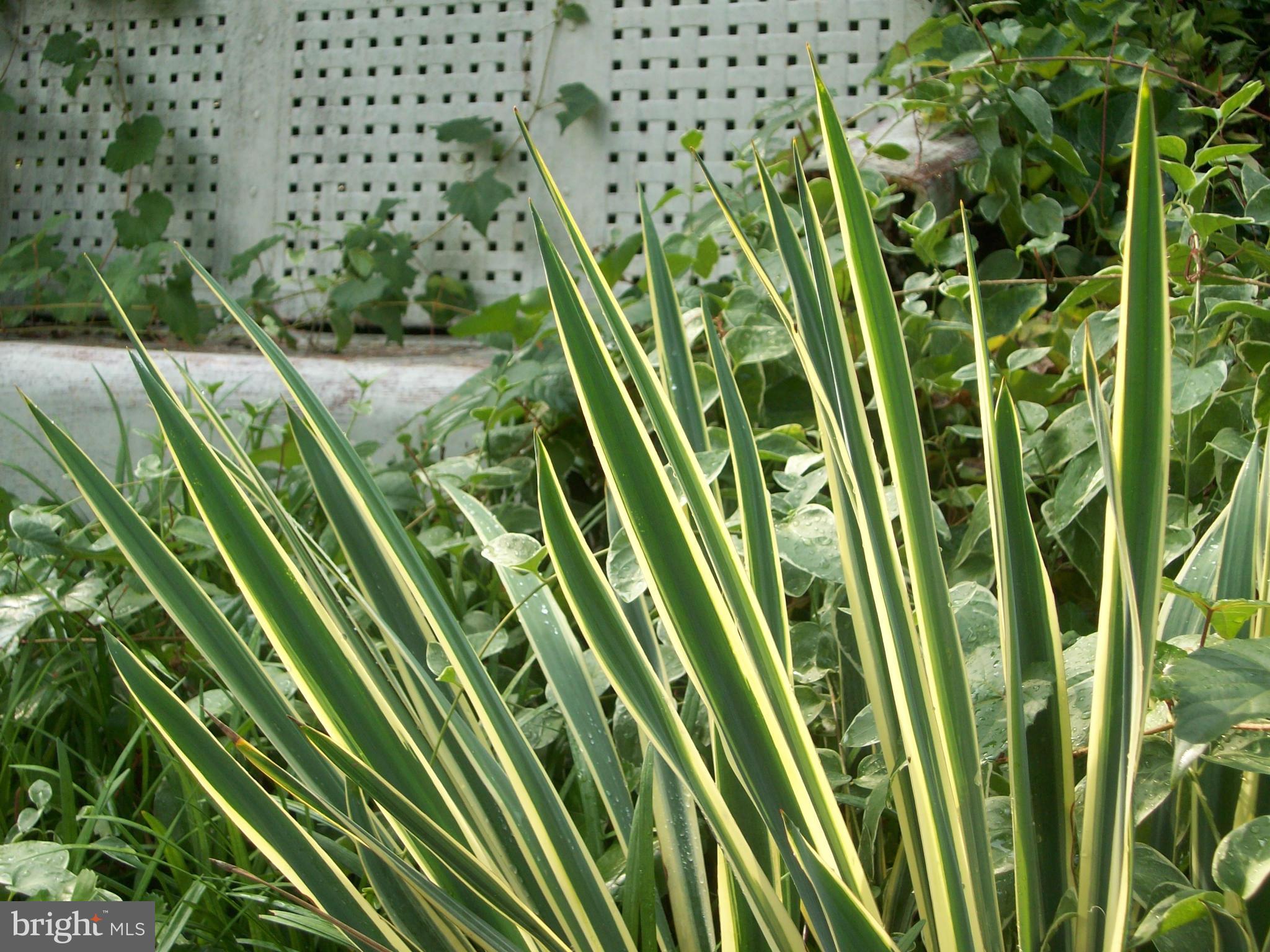 GREENBELT (CO-OP) - Residential