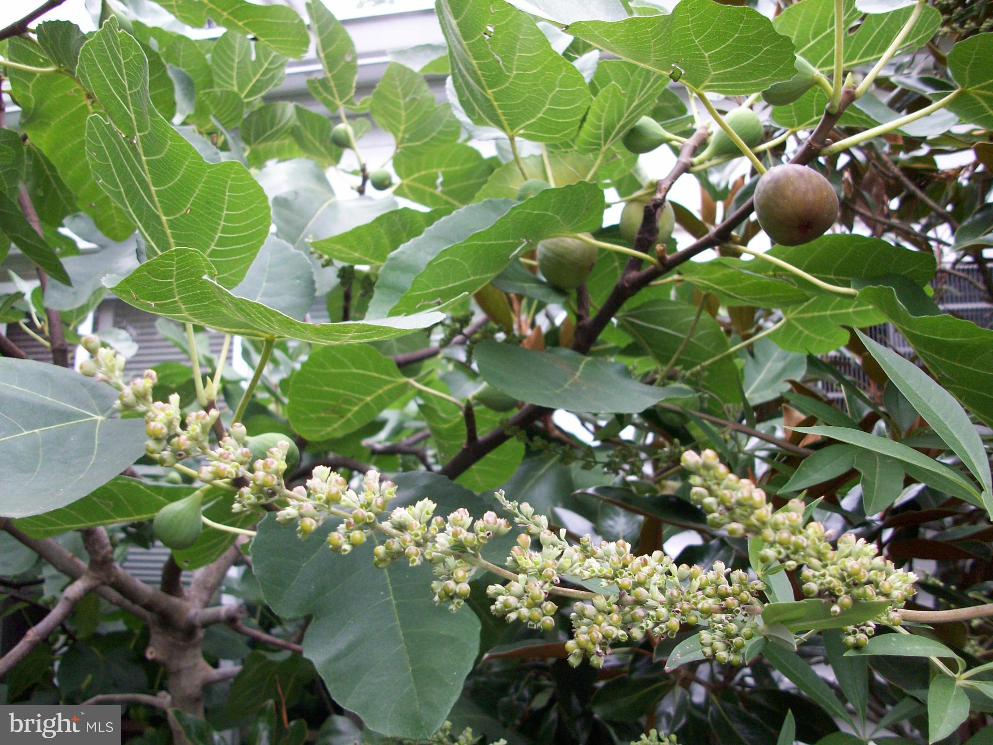 GREENBELT (CO-OP) - Residential