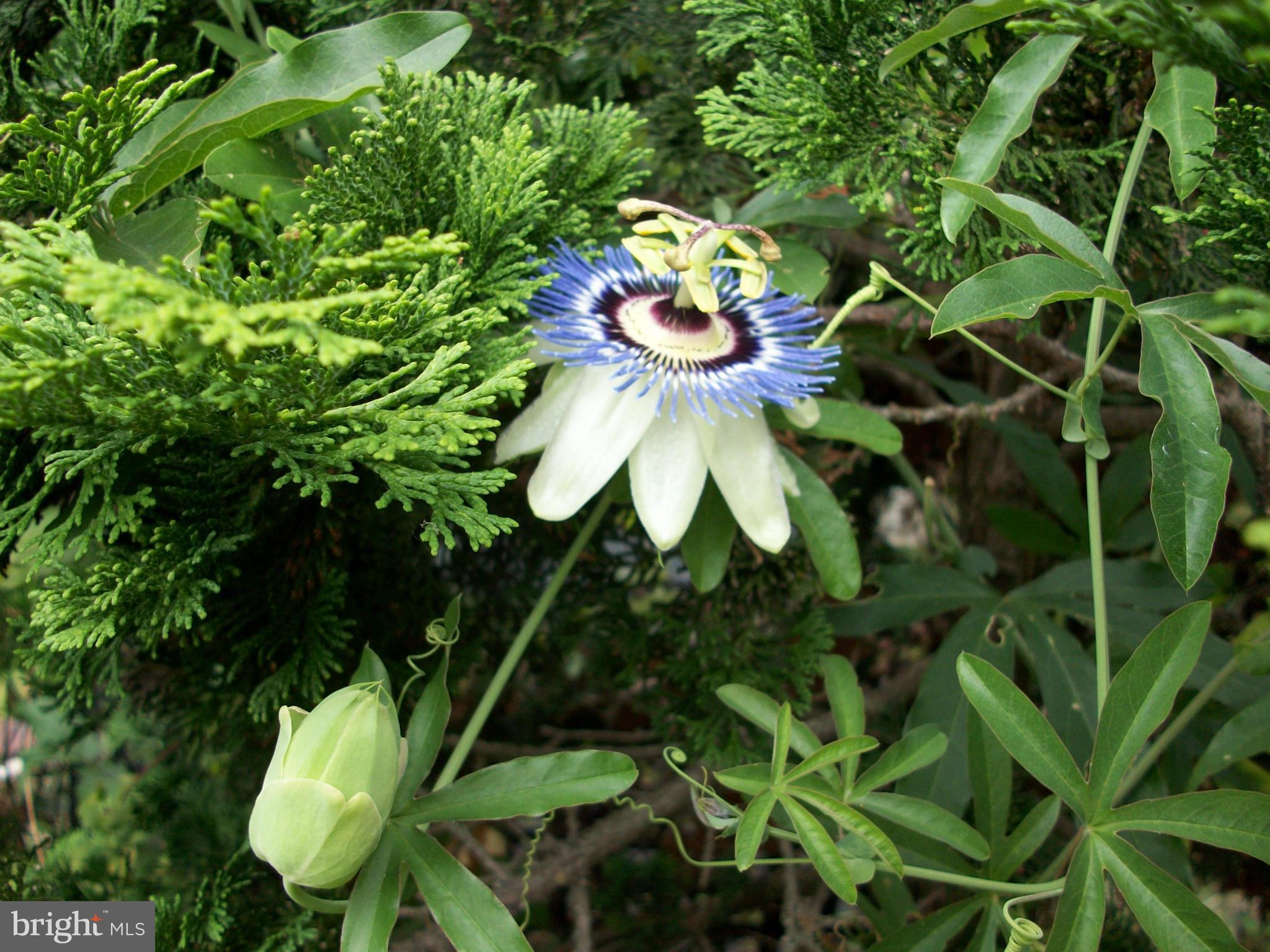 GREENBELT (CO-OP) - Residential