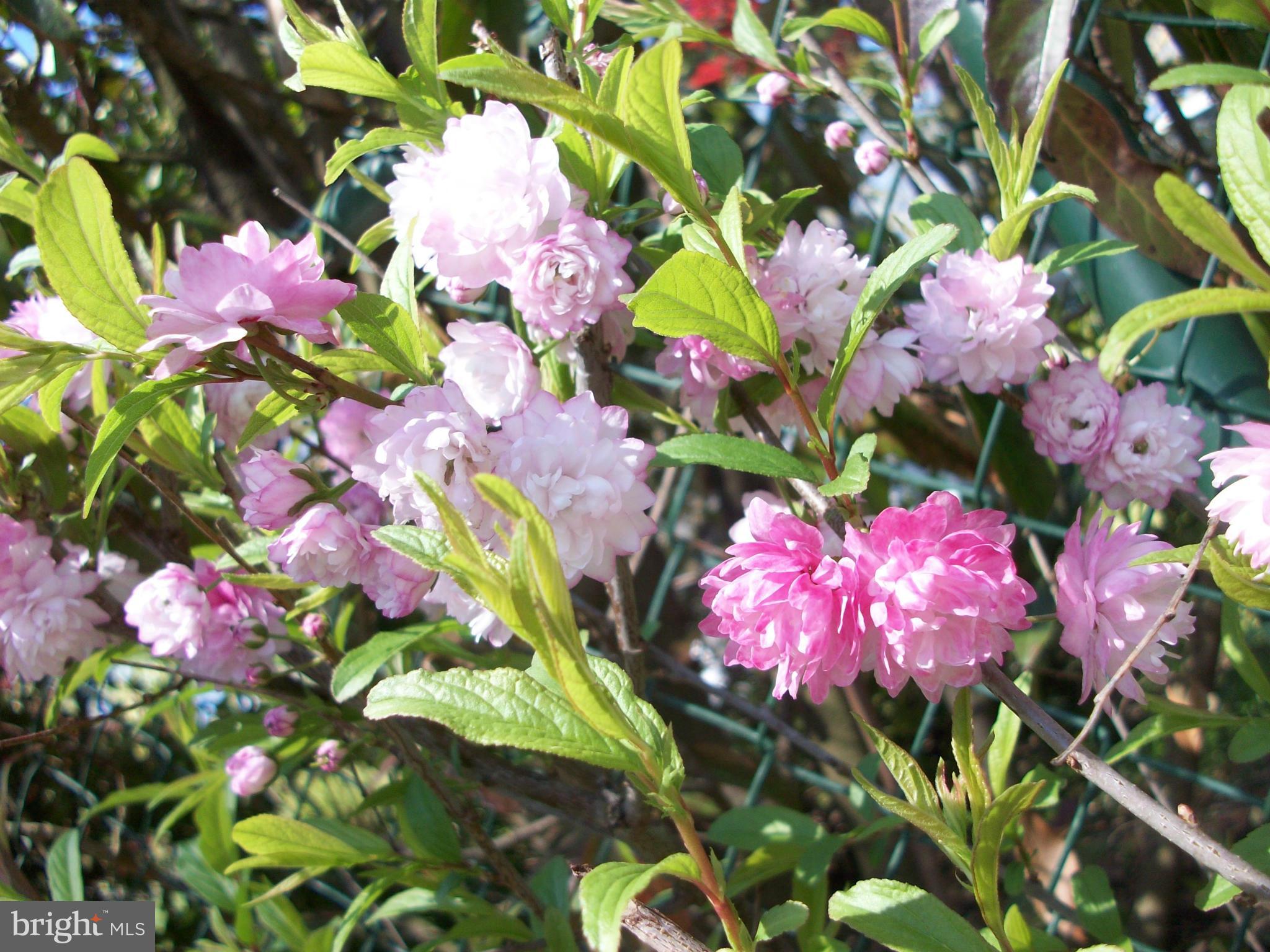 GREENBELT (CO-OP) - Residential