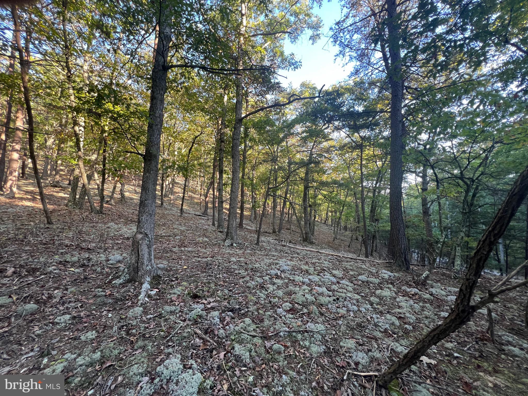 WHITETAIL RIDGE - Land