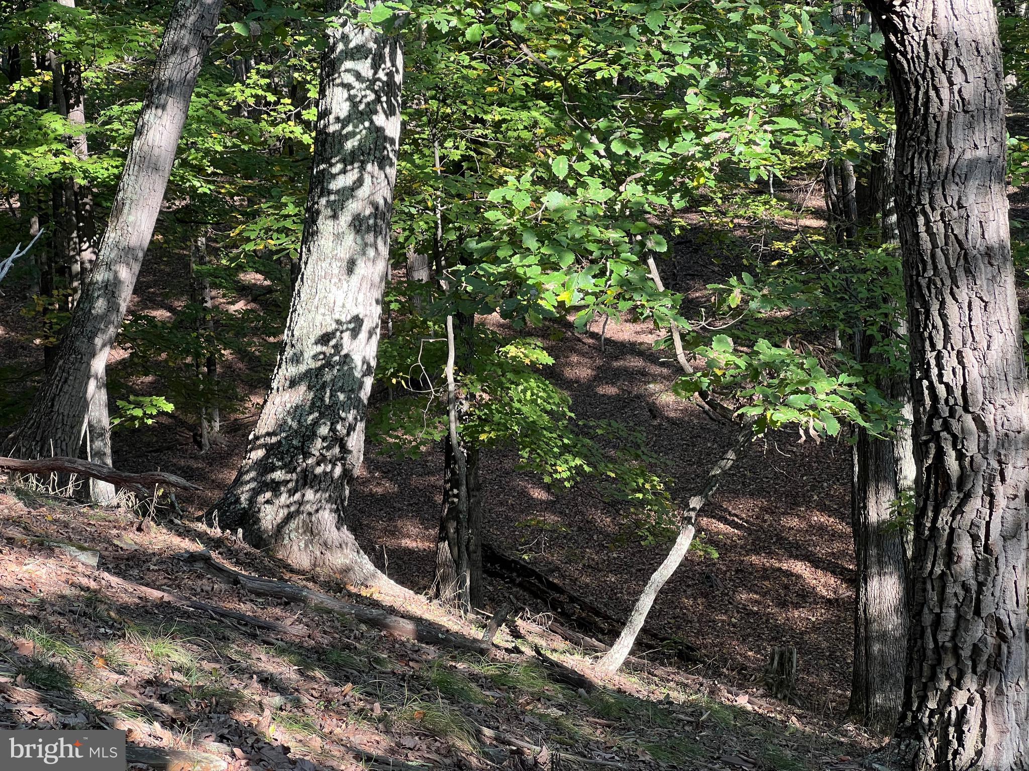 WHITETAIL RIDGE - Land