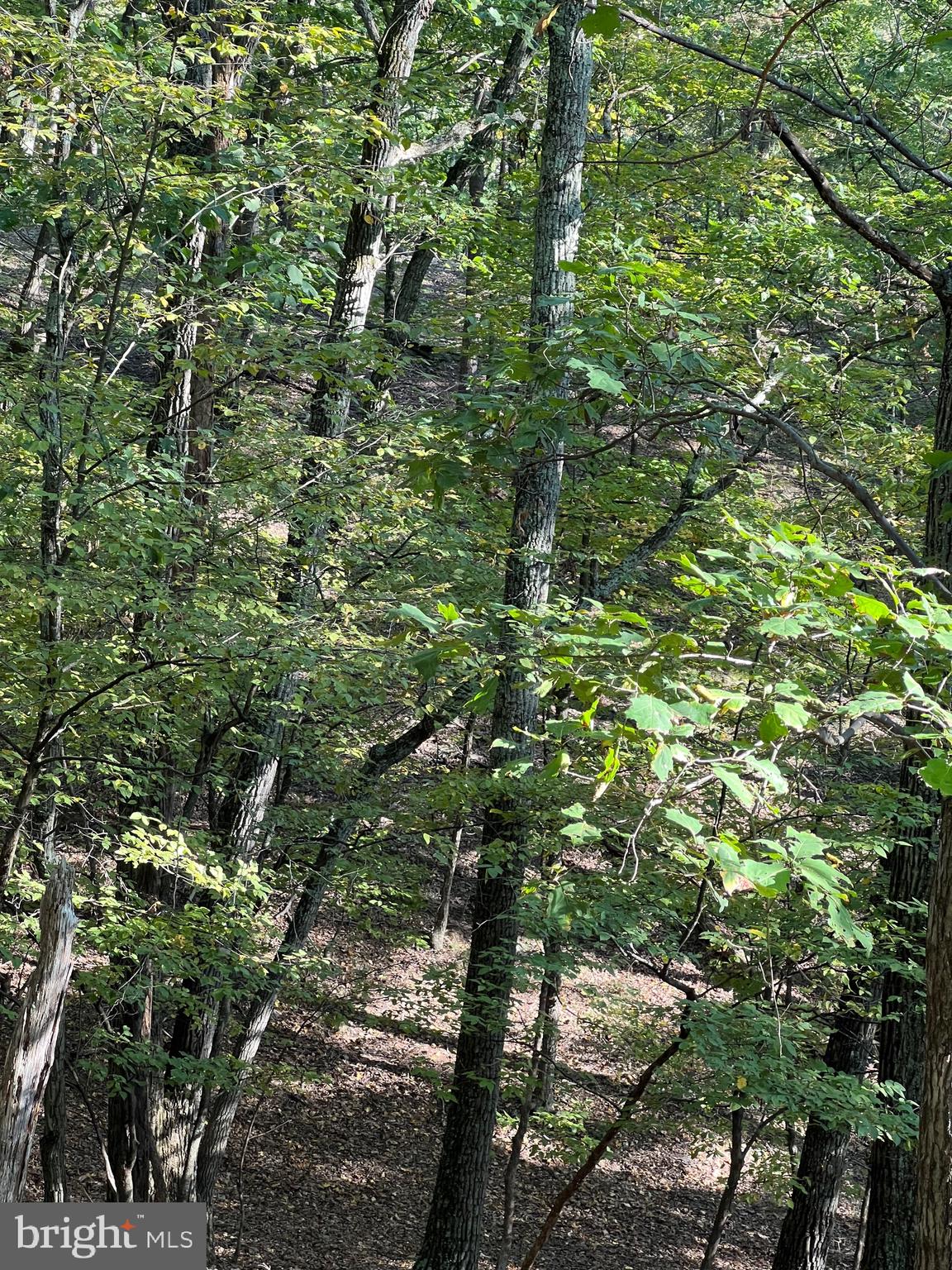 WHITETAIL RIDGE - Land