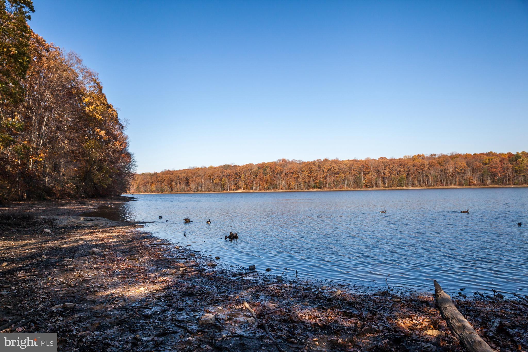 PEPPER TREE - Residential