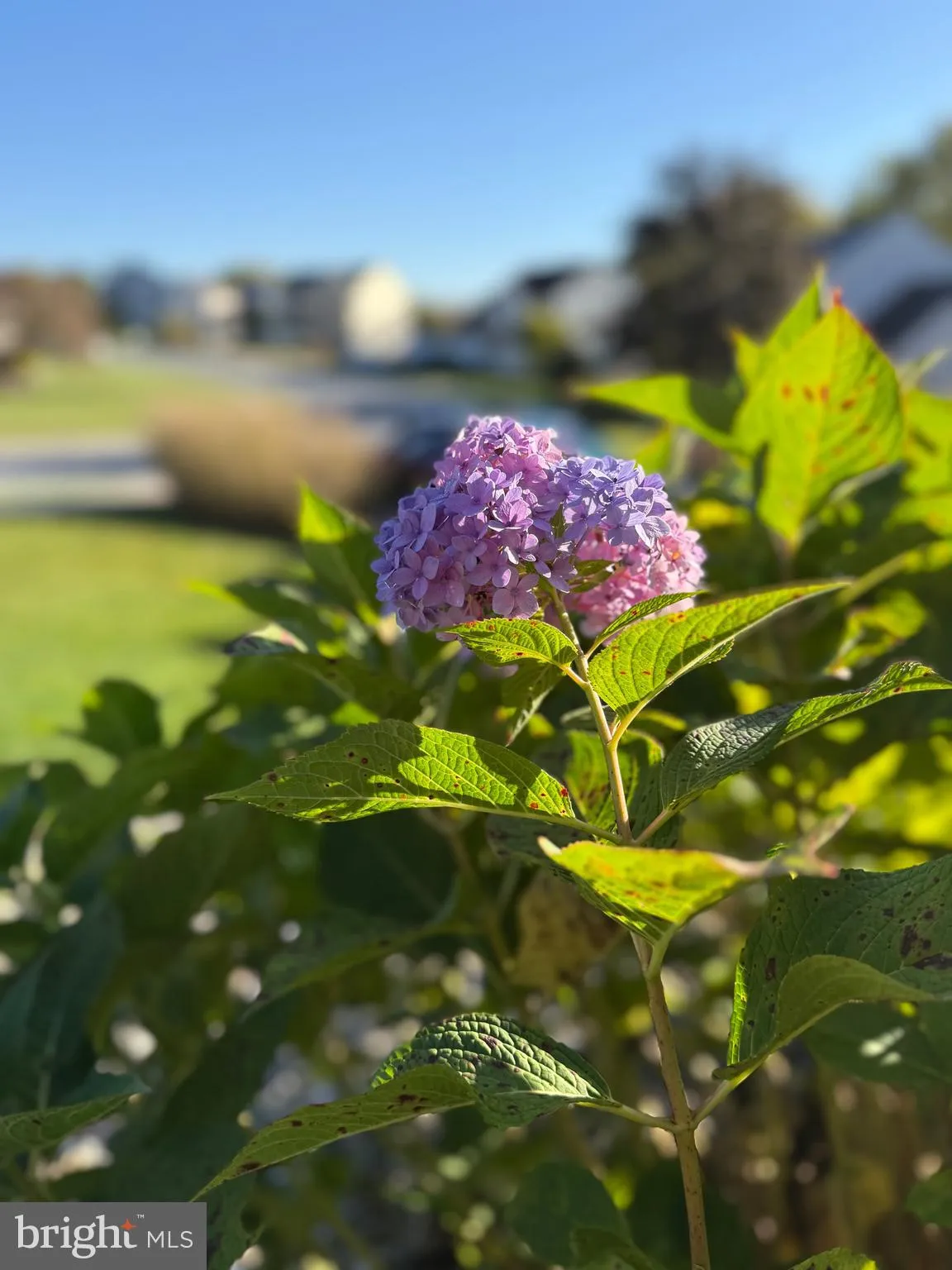 Elizabethtown, Pennsylvania 17022, United States, 5 Bedrooms Bedrooms, ,4 BathroomsBathrooms,Residential,Active,226310