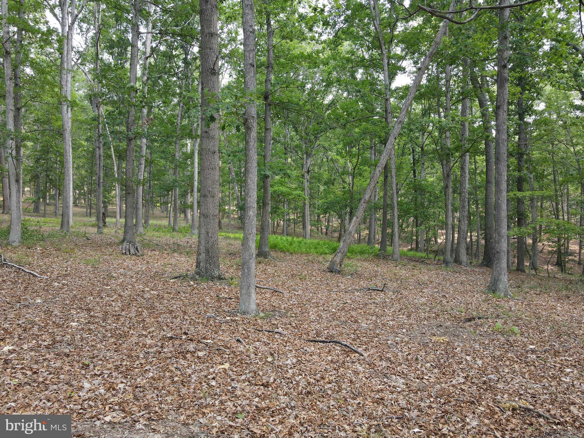SOUTH POTOMAC FOREST - Residential