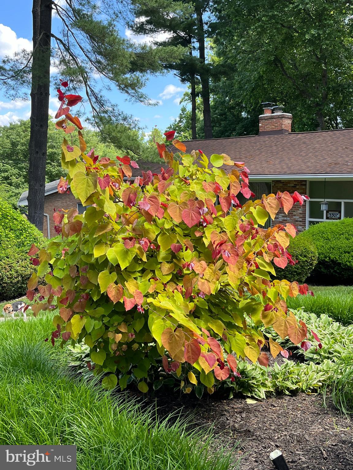 MANTUA - Residential