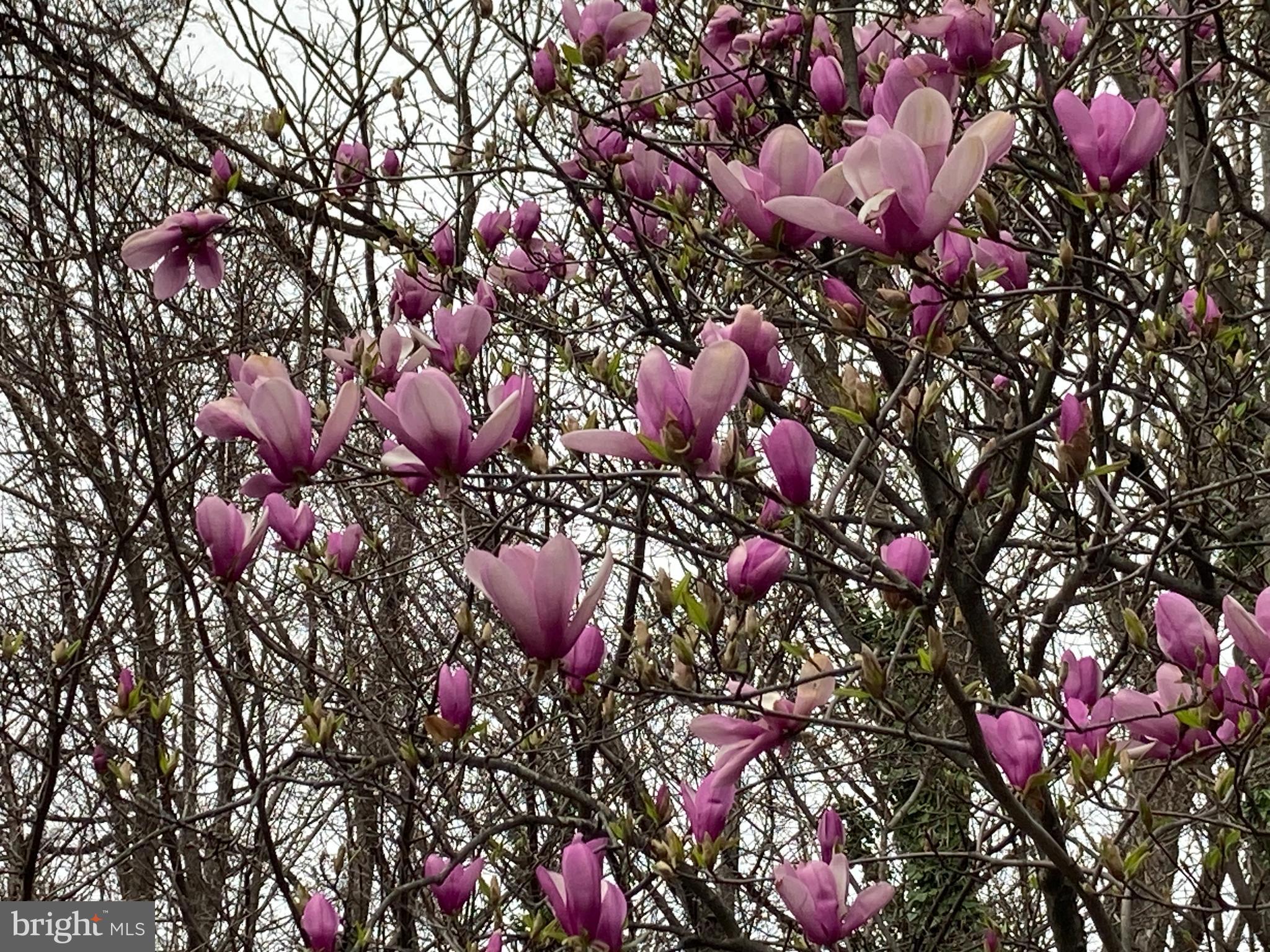 EARLY STREET VILLAGE - Residential