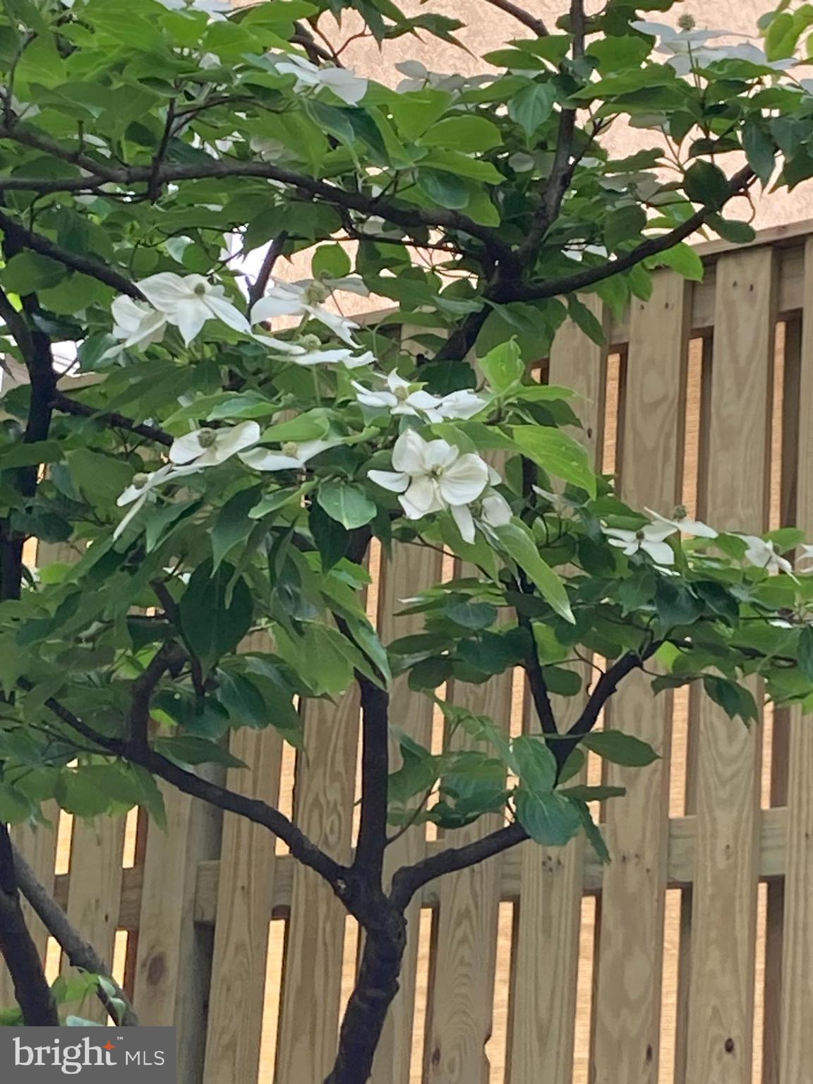 EARLY STREET VILLAGE - Residential