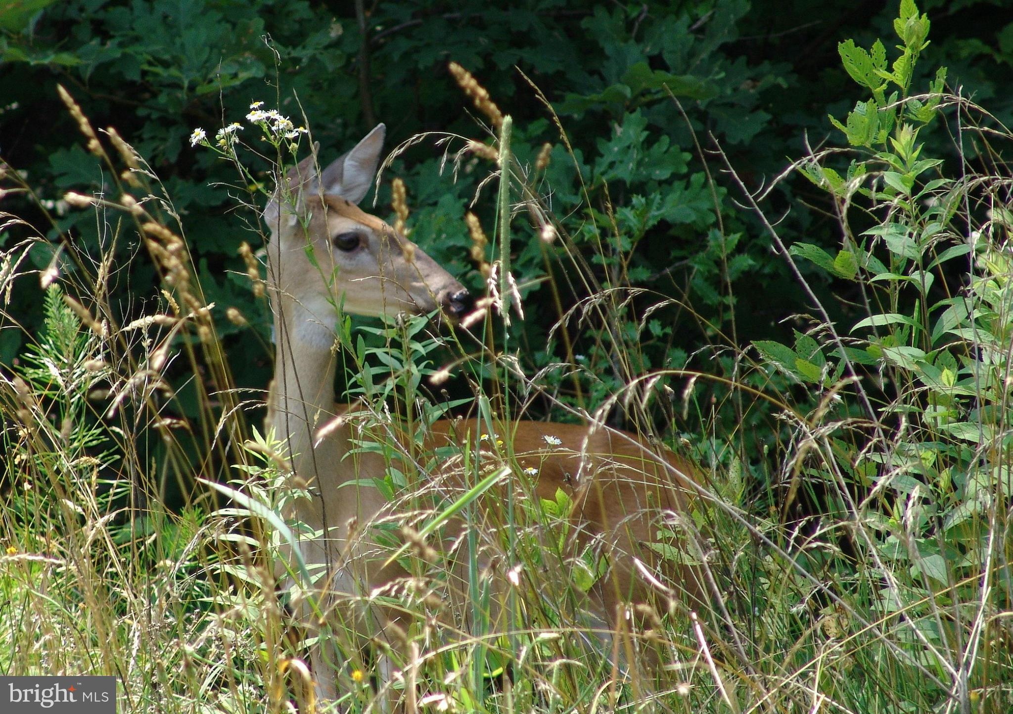 RICHARD WHITE ESTATE - Land