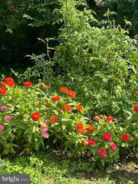 EAST MT AIRY - Residential