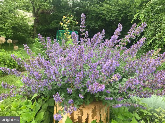 EAST MT AIRY - Residential