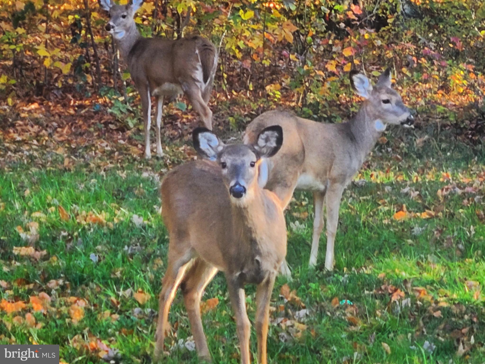 FOREST LANDING - Residential