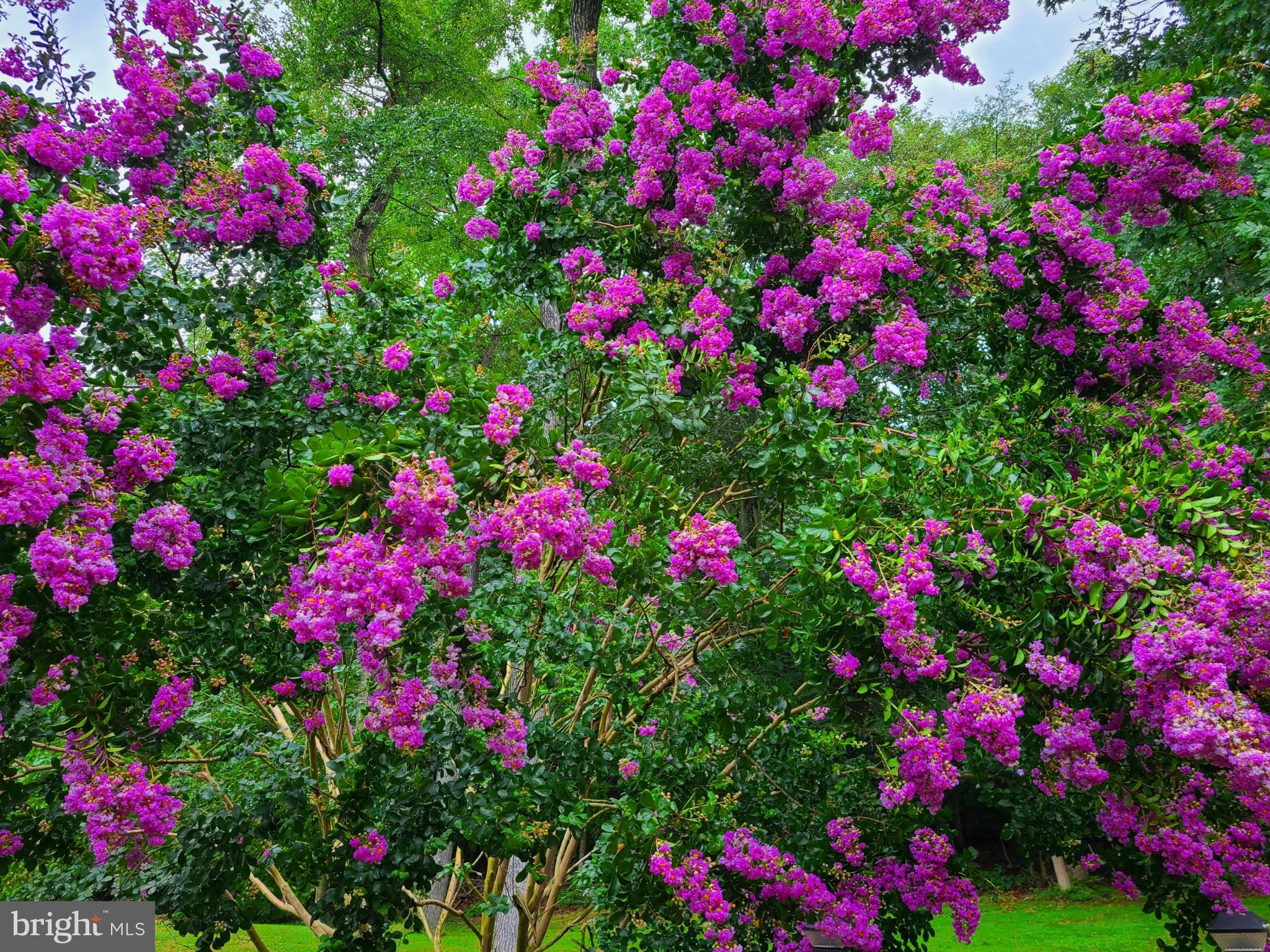 FOREST LANDING - Residential