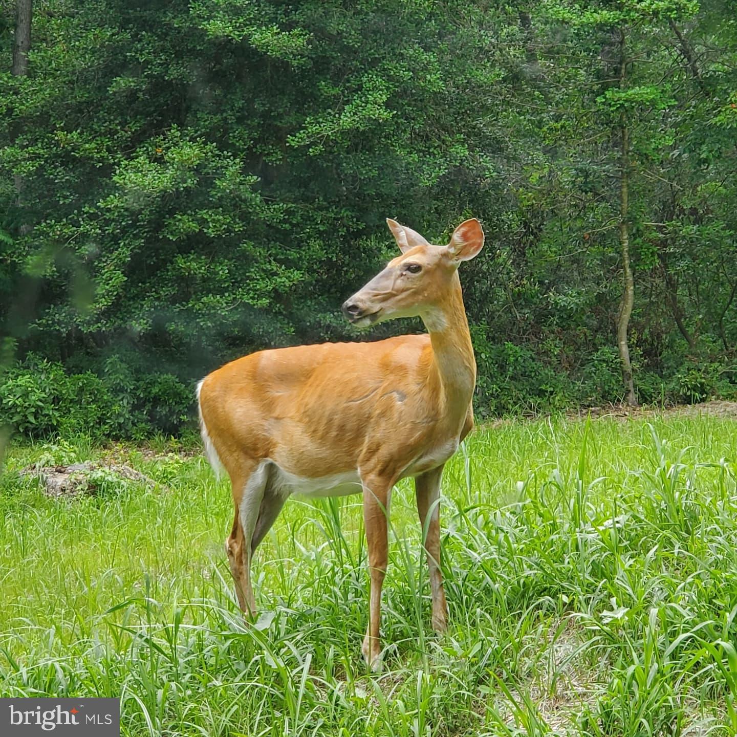 FOREST LANDING - Residential