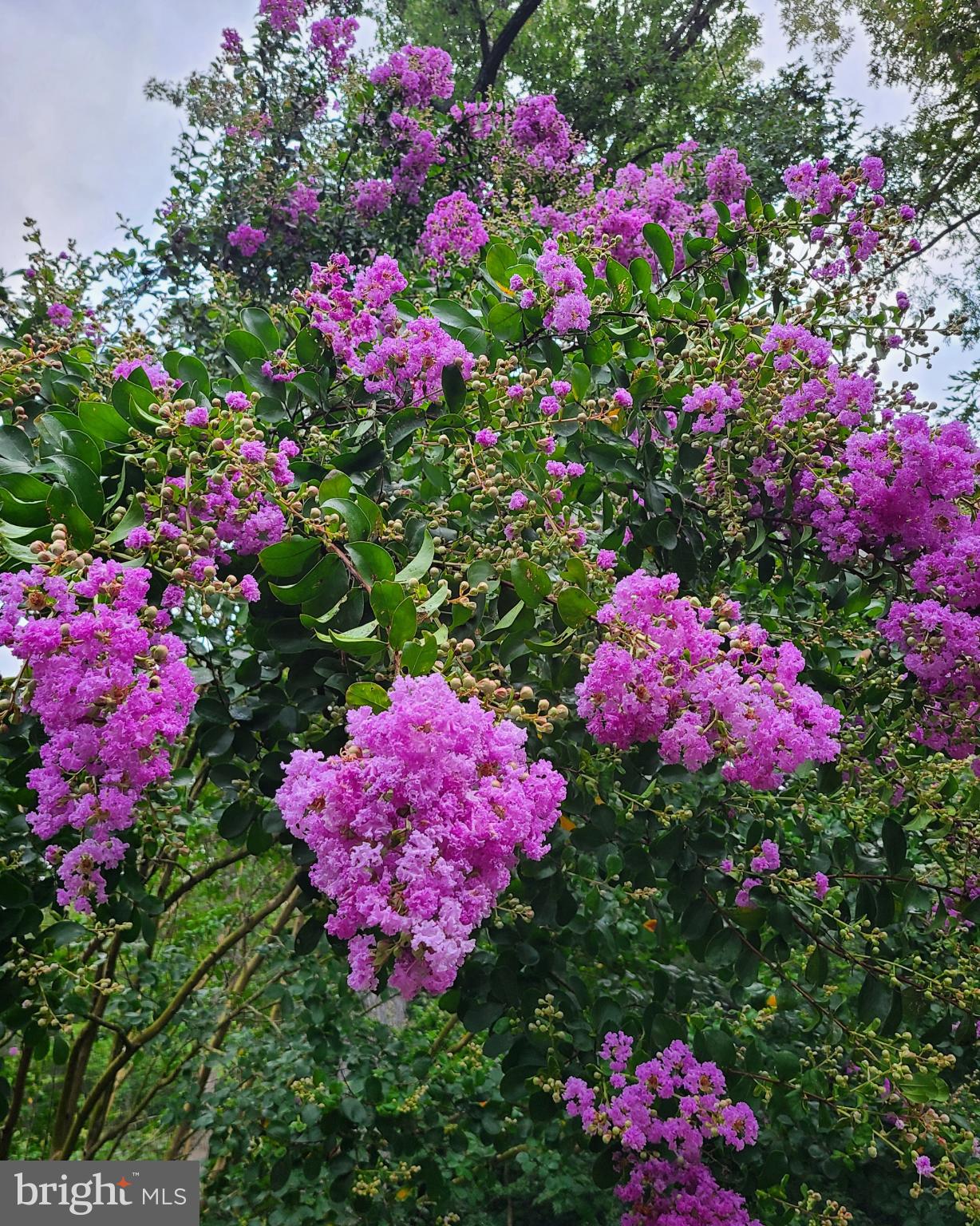 FOREST LANDING - Residential