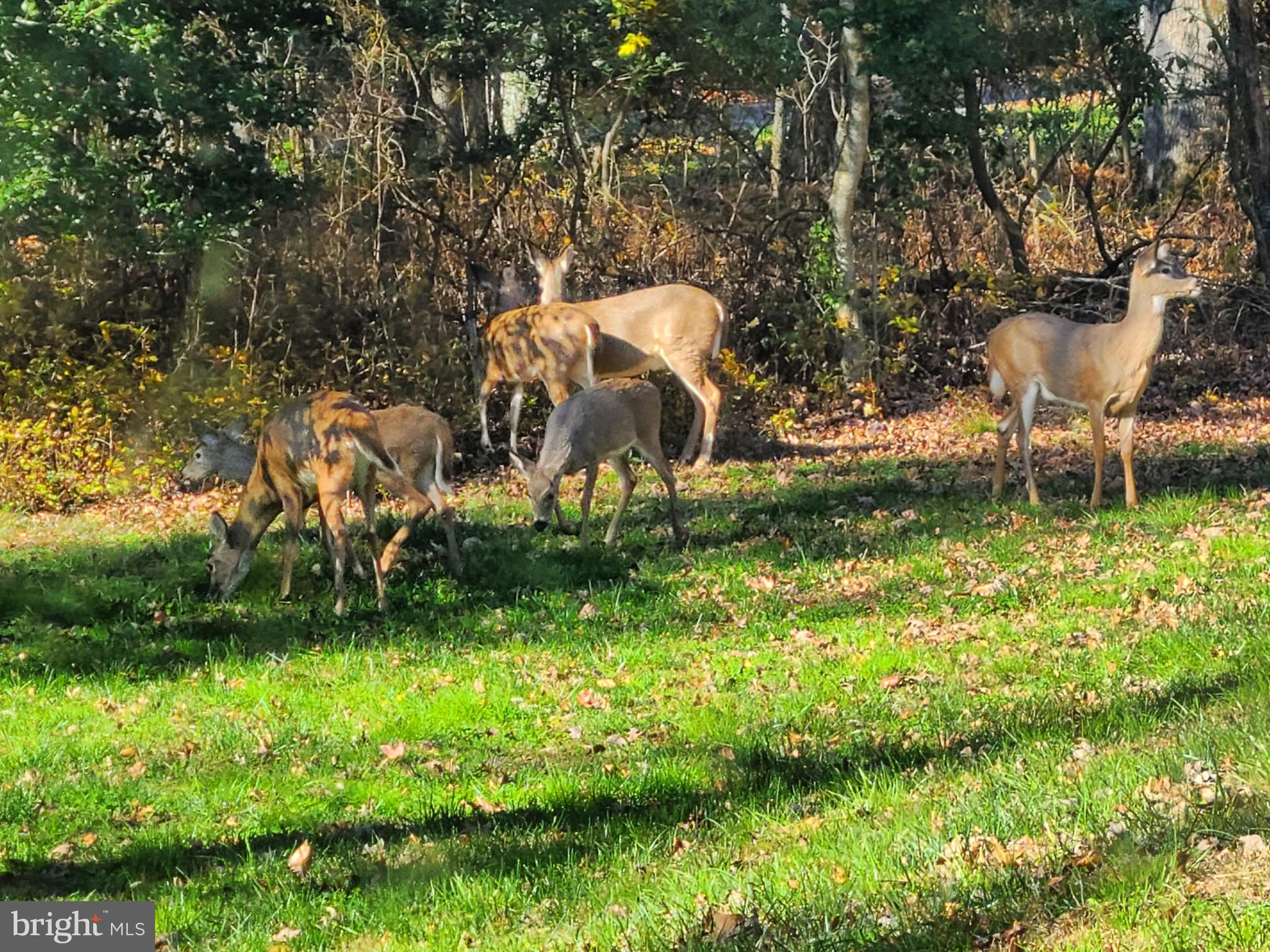 FOREST LANDING - Residential