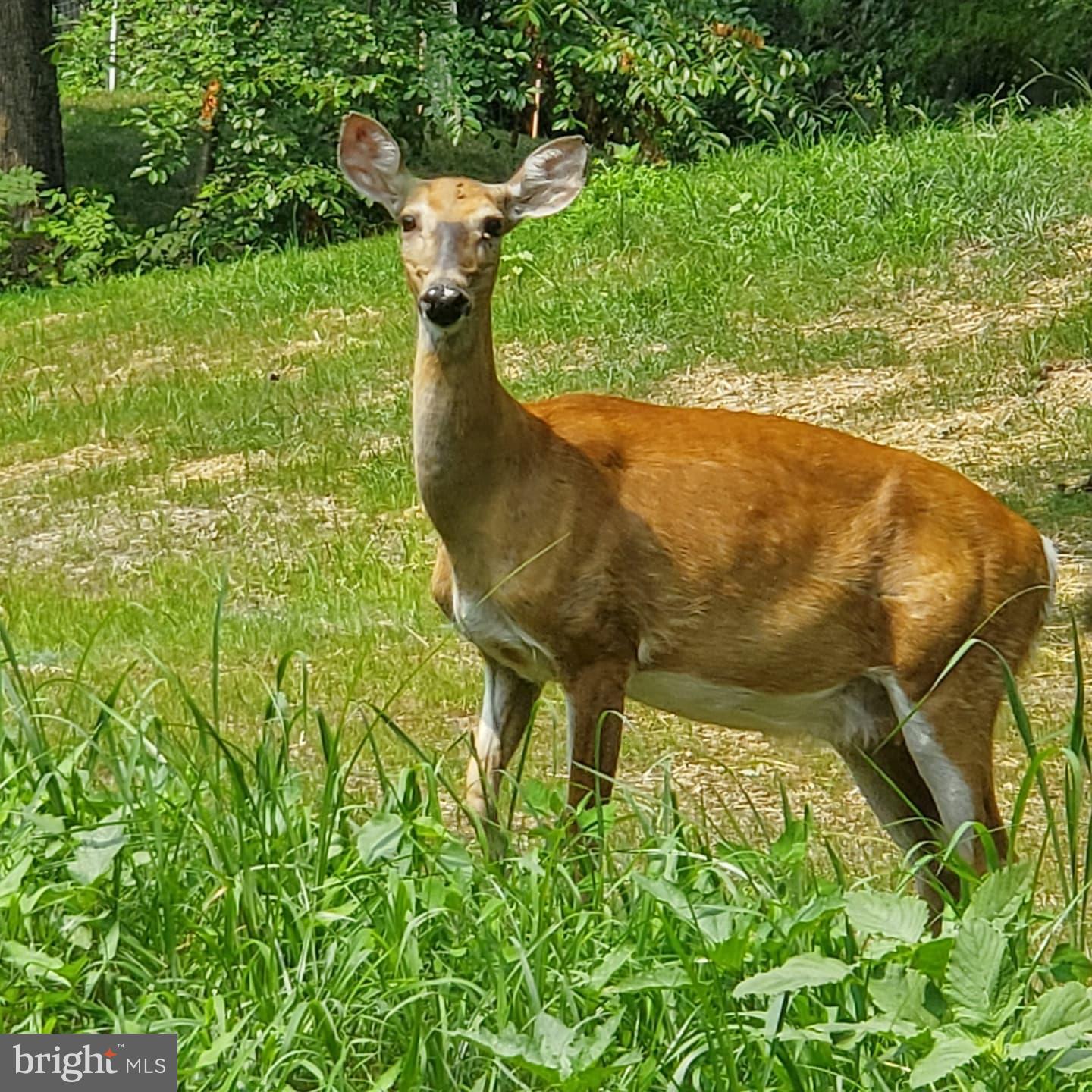 FOREST LANDING - Residential
