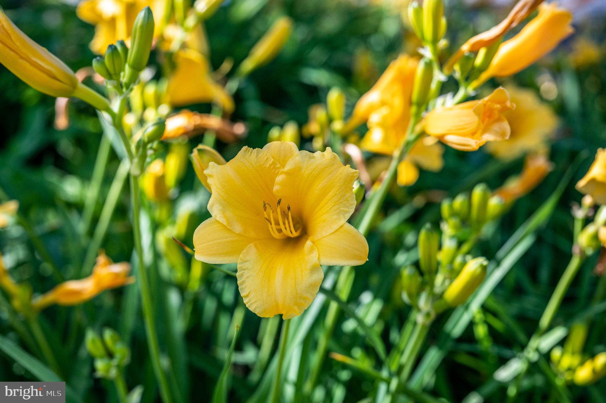 FAWN LAKE - Residential Lease