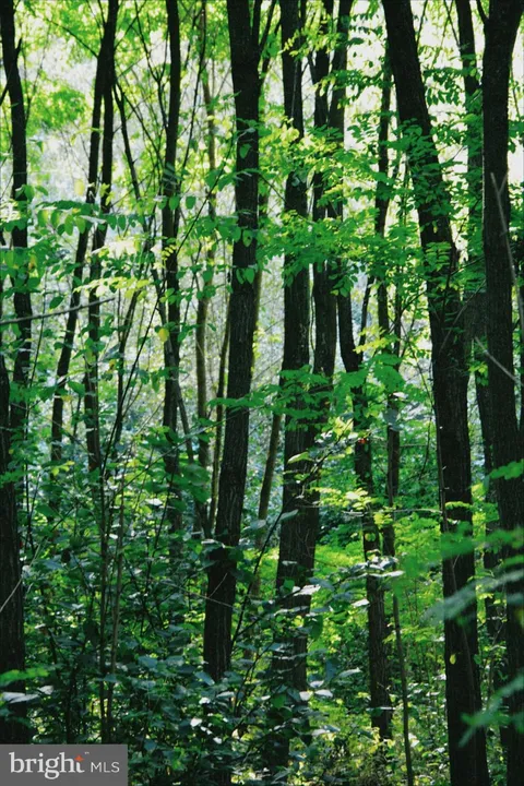 MLS: VAPA2006344