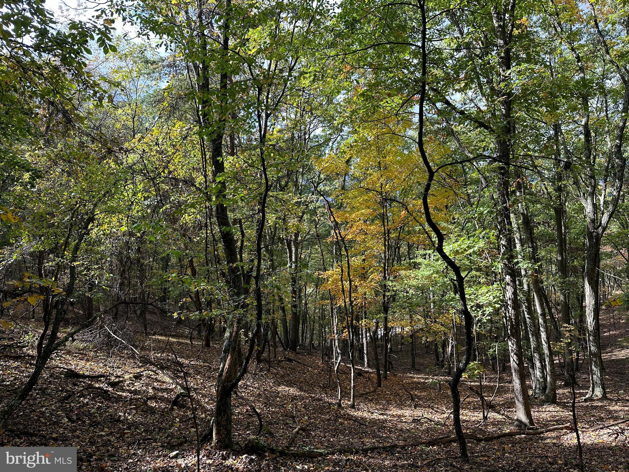 CARDINAL RIDGE ESTATES - Land