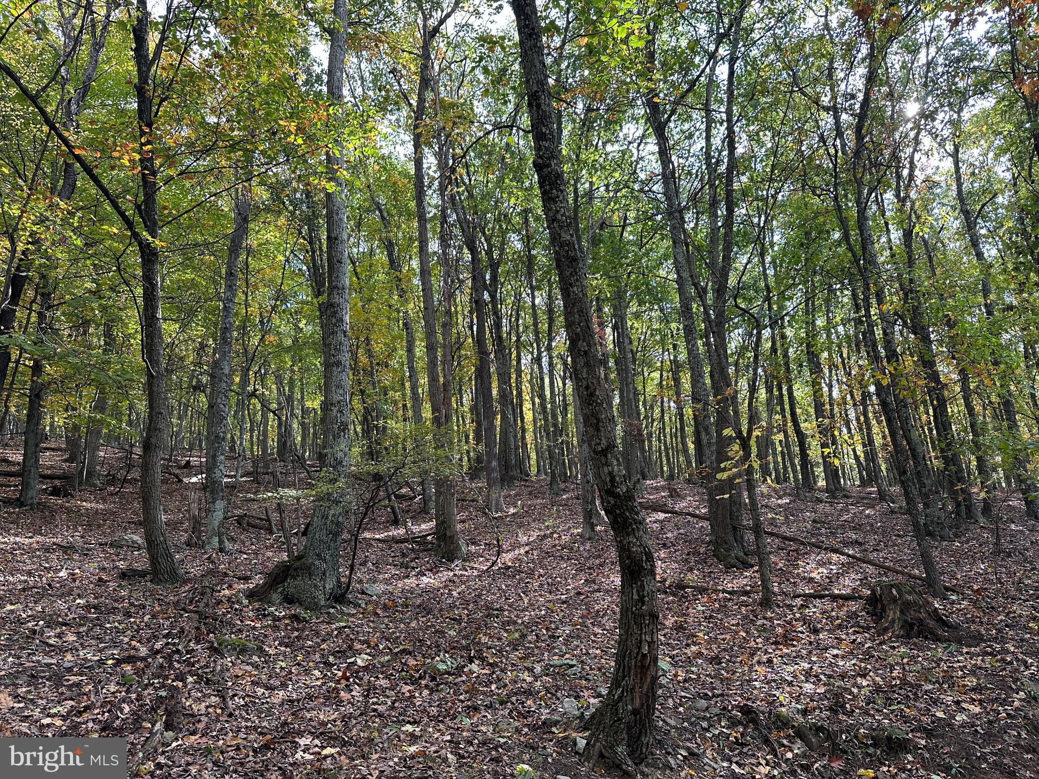 CARDINAL RIDGE ESTATES - Land