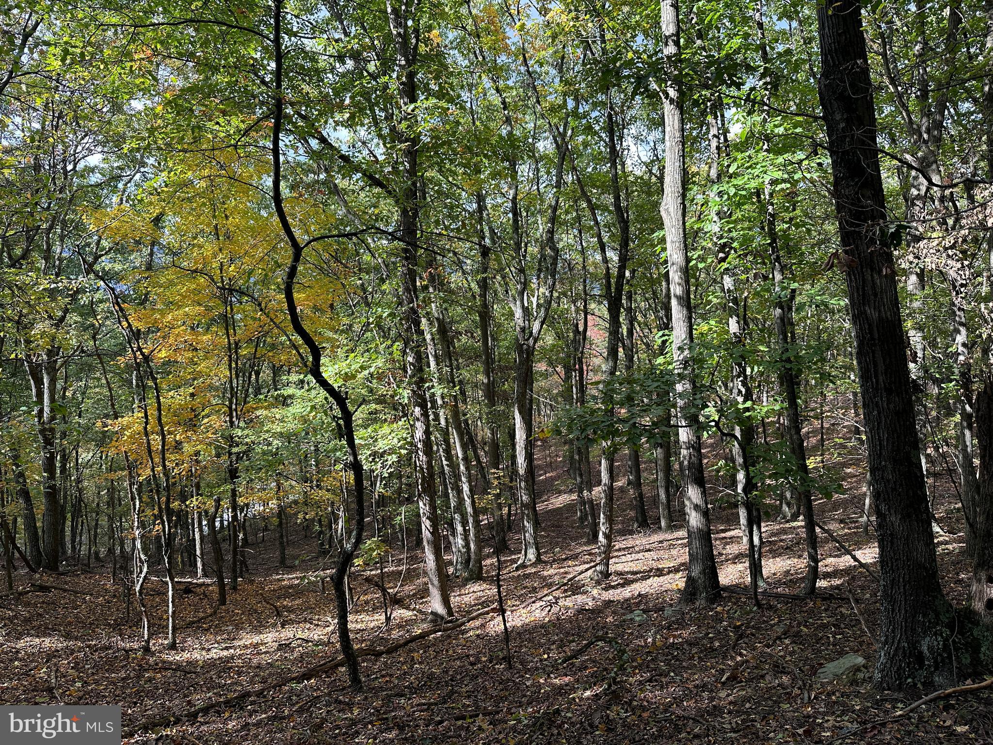 CARDINAL RIDGE ESTATES - Land