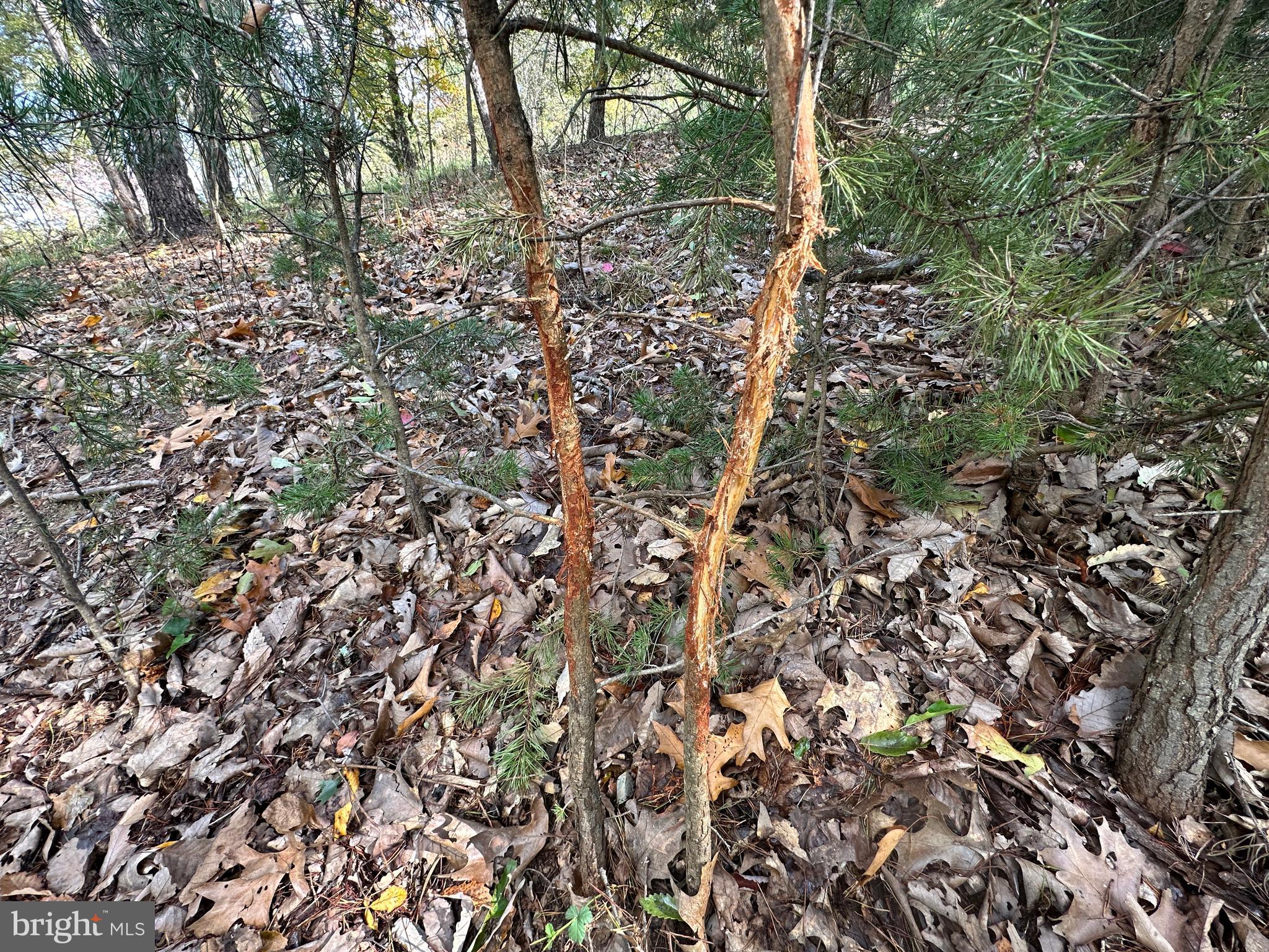 CARDINAL RIDGE ESTATES - Land