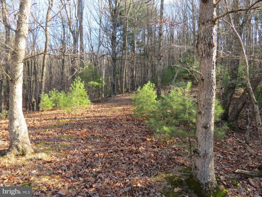 Nice 2.17 acre lot (10) in Lost River Mountain SD for sale.   Wooded and waiting for you to build on.   Priced to sell
