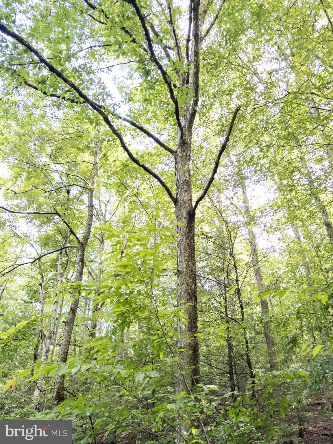 821 PINE BRANCH ROAD