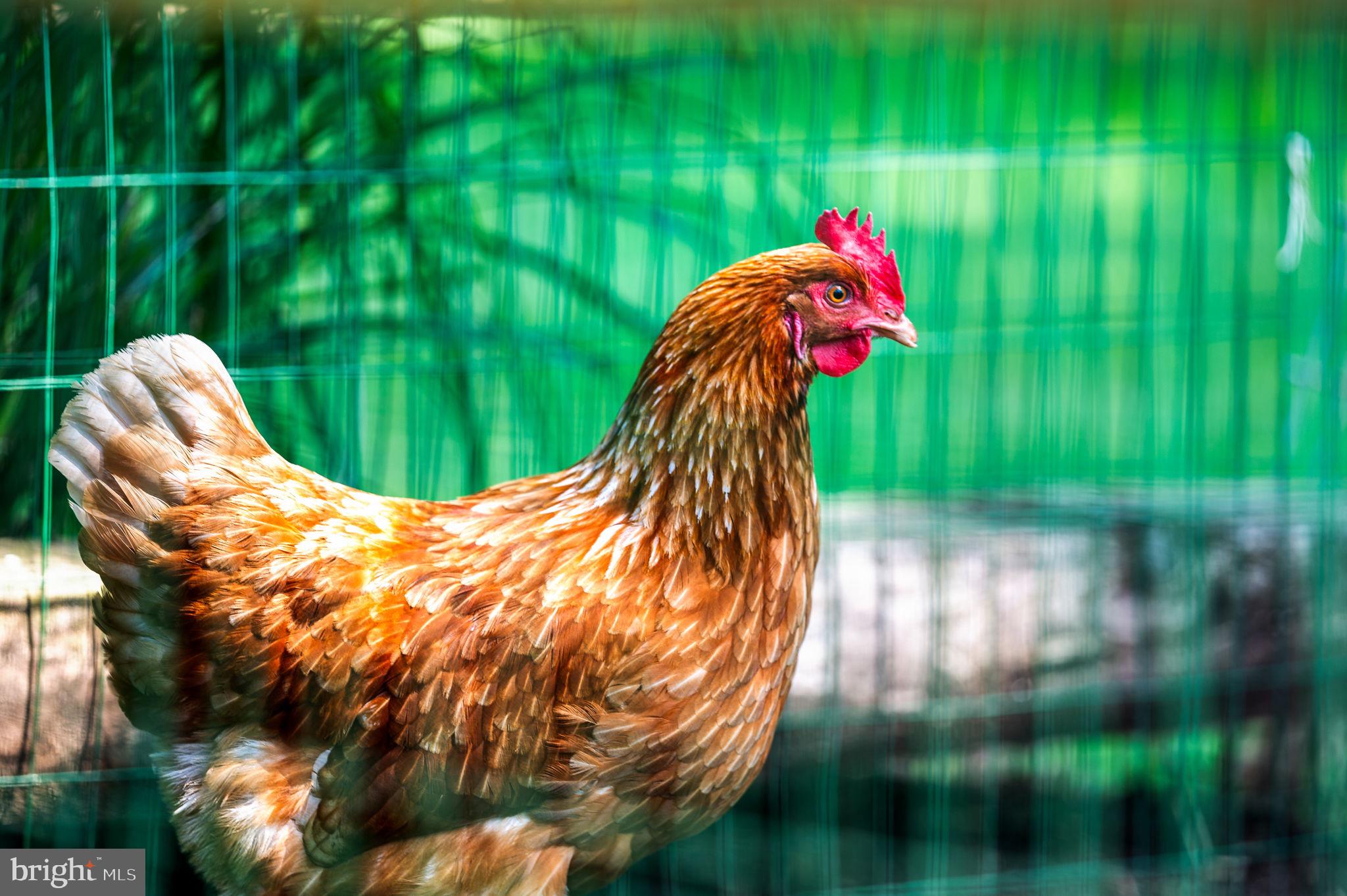 DRESHER - Residential