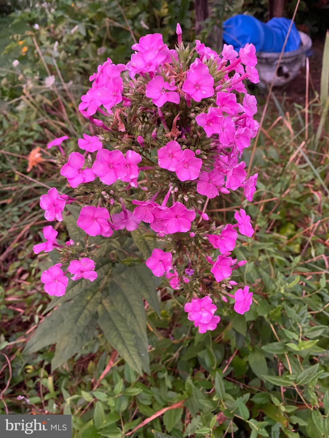 EASTON HISTORIC DISTRICT - Residential