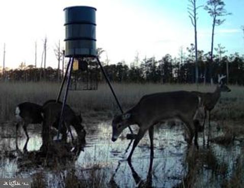 Vacant Land For Sale - 007 Mt. Vernon Road<br/> PRINCESS ANNE, MD 21853