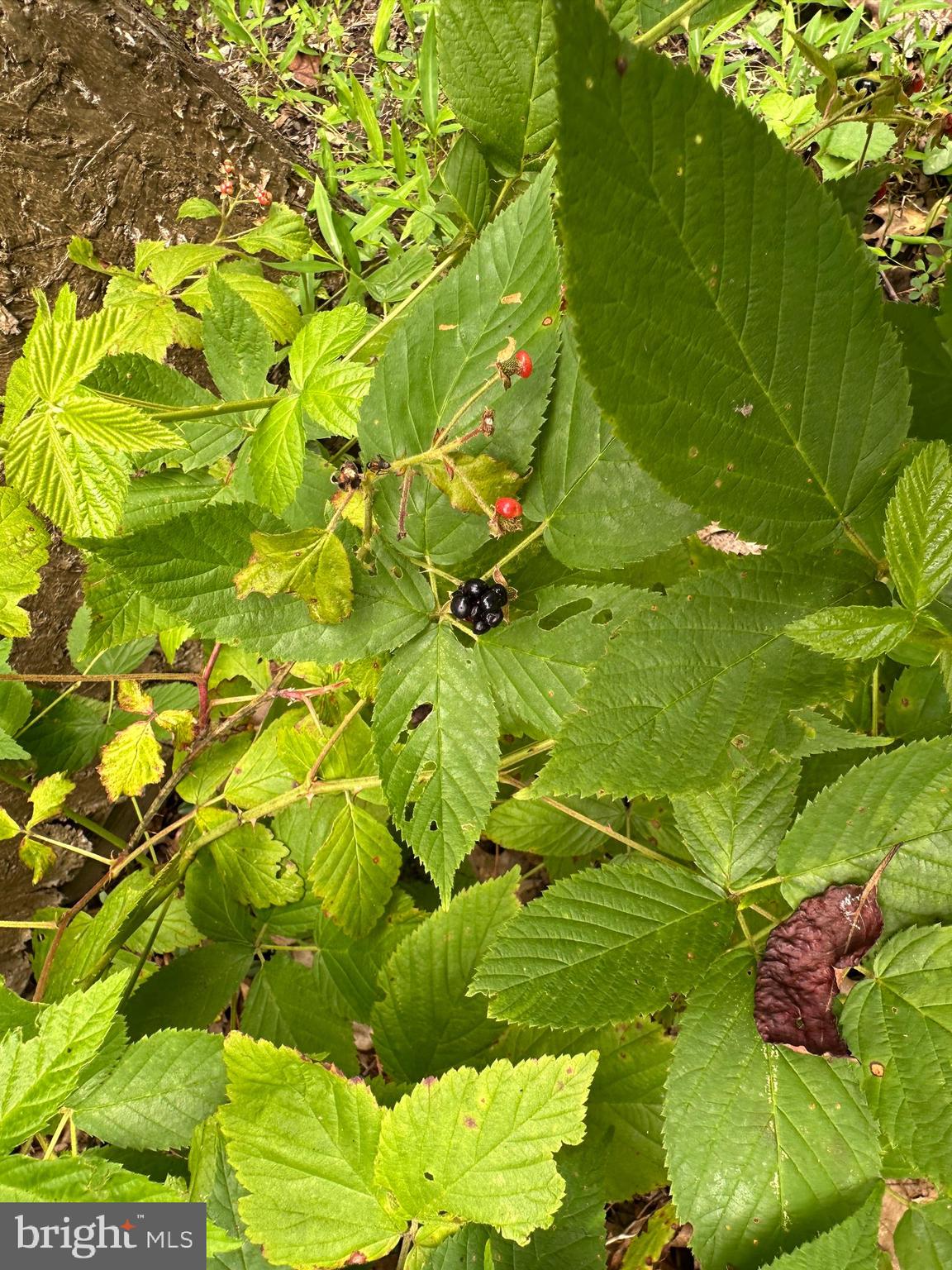 HOY ROAD LOTS - Residential