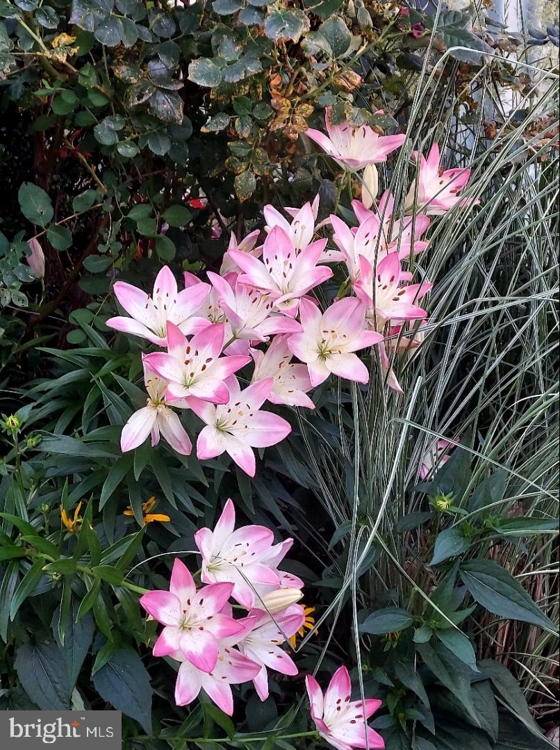 BERKELEY RIDGE - Residential