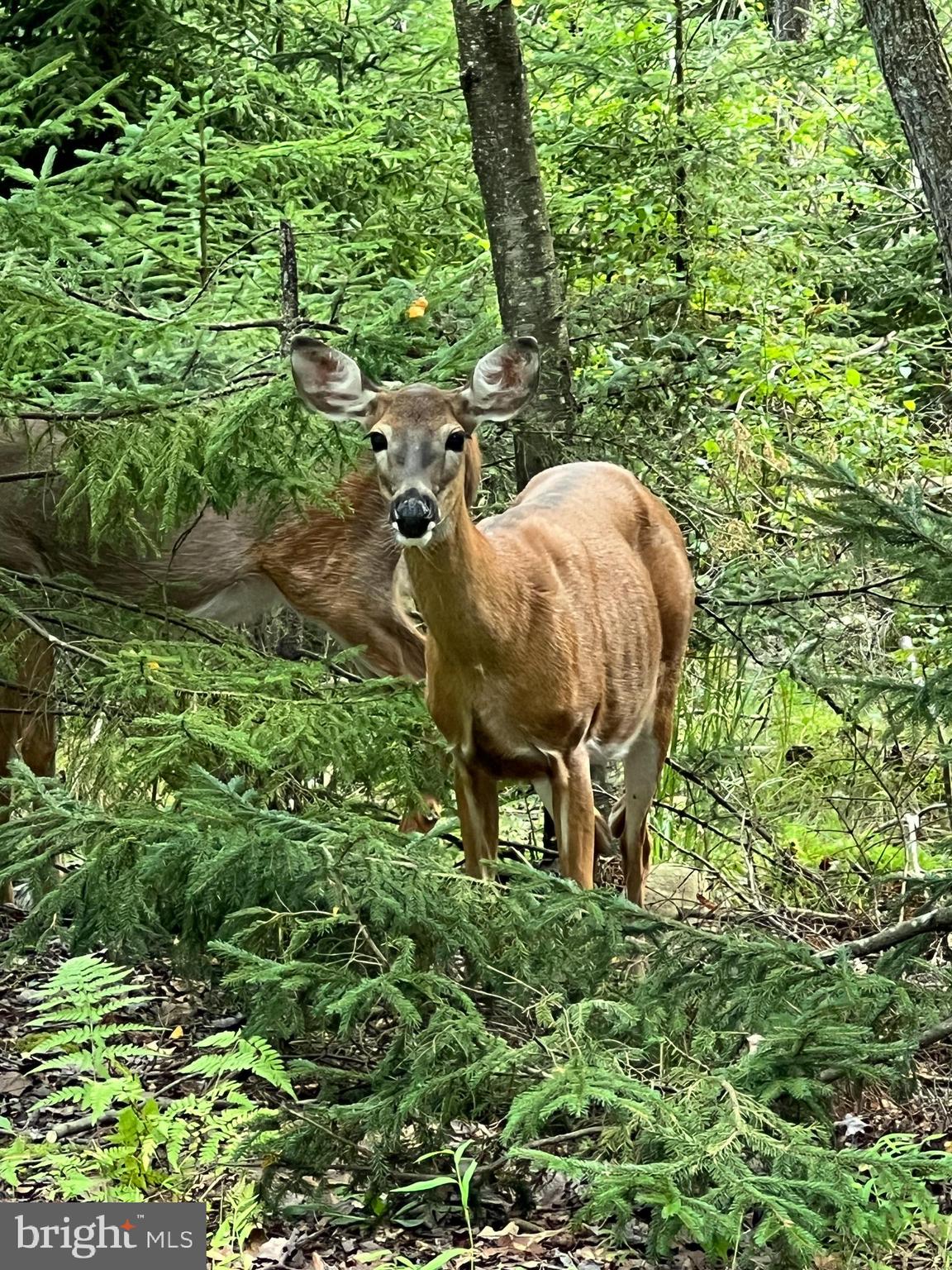 LOCUST LAKE VILLAGE - Residential