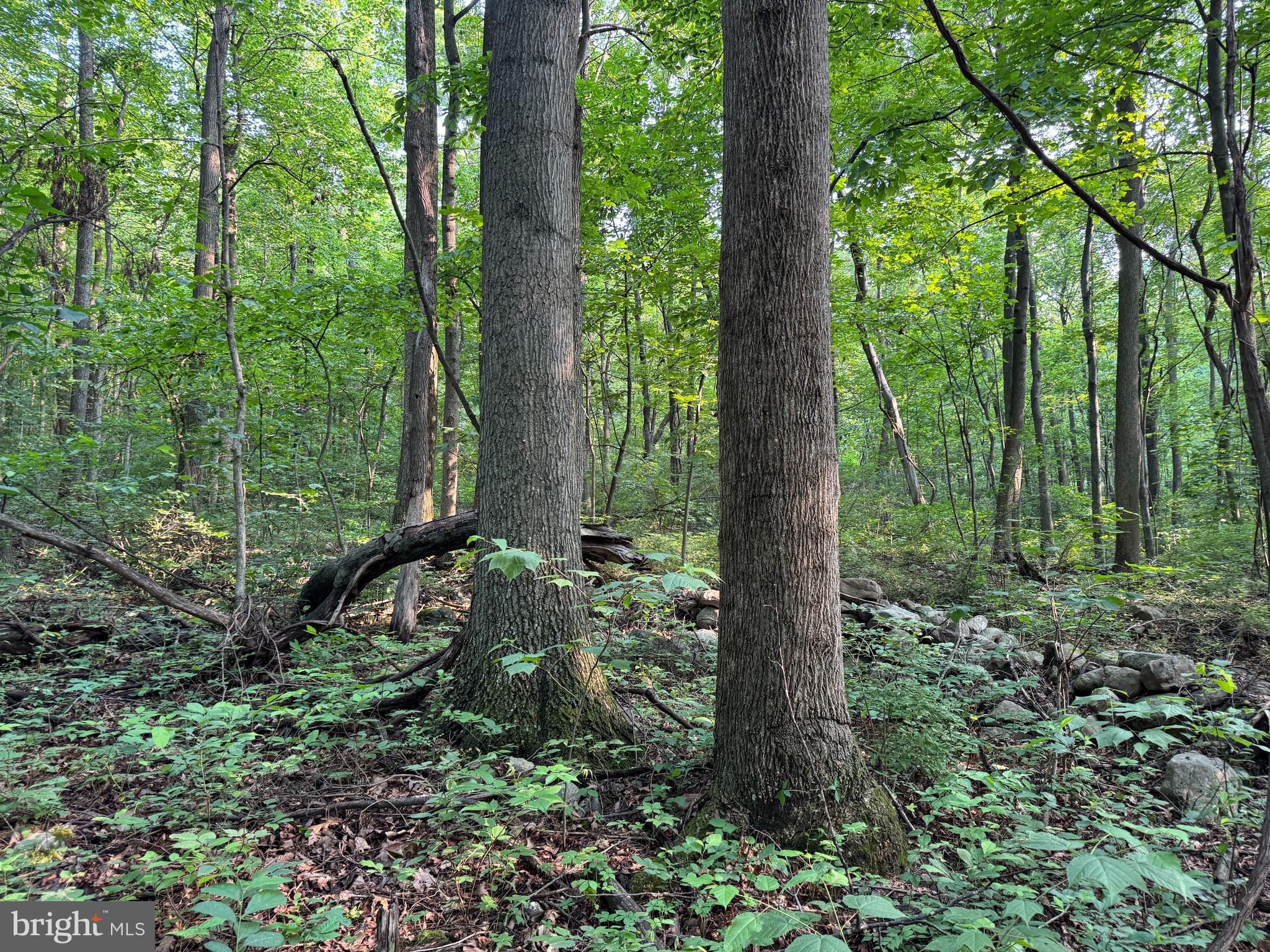 5.5+/- ACRES MOUNTAIN GREEN ROAD