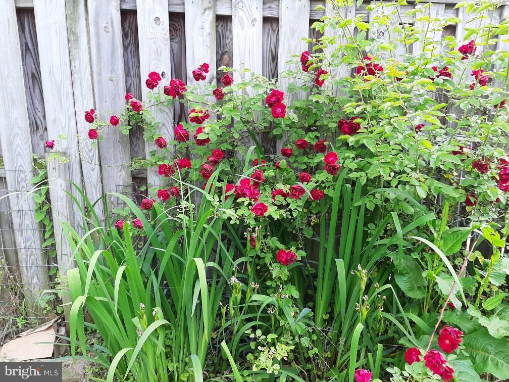 ELMWOOD - Residential