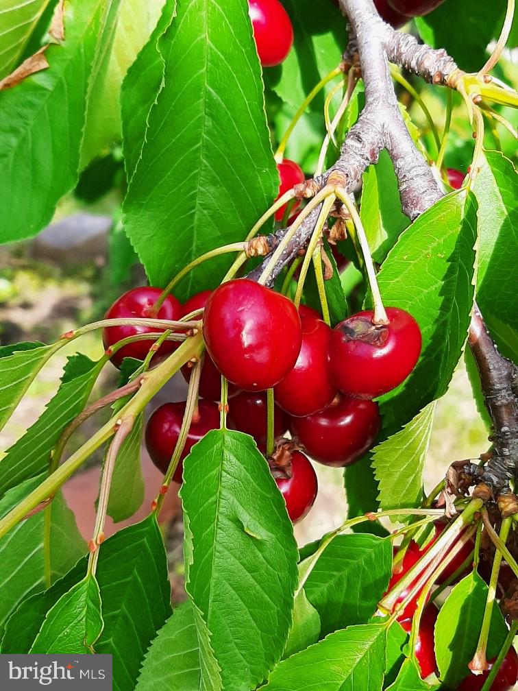 ELMWOOD - Residential