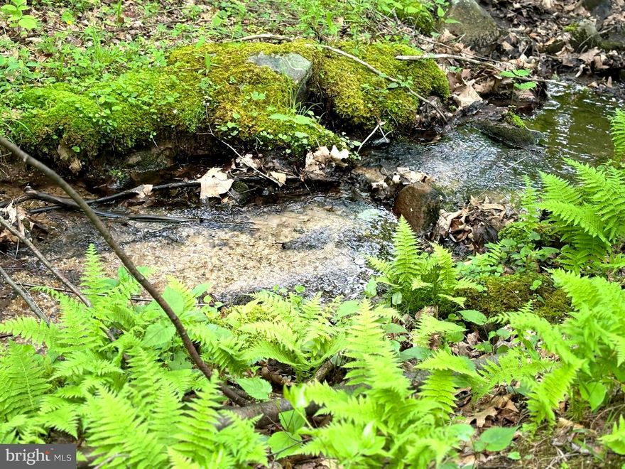 HIGHLY SOUGHT-AFTER DOLLY SODS, WILD, WONDERFUL AND WET. THE ONLY ONE-OF-A-KIND, A COLD MOUNTAIN SPRING CONSTANTLY RUNS THROUGH THIS PROPERTY. IT IS SURROUNDED BY 17,371 ACRES OF THE MONONGAHELA NATIONAL FOREST; IT IS WITHIN WALKING DISTANCE OF 47 MILES OF HIKING, BACKPACKING, AND SEEDED GAME TRAILS. AT AN ELEVATION OF 4,700 FEET, WITH SPECTACULAR VIEWS, IT'S EASY TO SEE WHY SO MANY NATURE LOVER TRUST THE CLIME AND MAKE THEIR WAY TO COOL OFF IN THIS MAGNIFICENT WILDERNESS AREA. TROUT FISHING, WHITEWATER KAYAKING, CANOEING, CANAAN VALLEY, AND SENECA ROCKS ARE ONLY MINUTES AWAY. BIRD WATCHERS AND STARGAZERS ALSO ENJOY THIS AREA. WHY WOULDN'T YOU! THE PROPERTY HAS BEEN PERKED TESTED UNDERGROUND POWER AND  A CONSTANT WATER SOURCE. THE AIR IS FRESH AND PURE. IN LATE SUMMER, PICK HUCKLEBERRIES; IN THE FALL, THE FOLIAGE IS SECOND TO NONE. IT'S EASY TO BE A SUCCESSFUL HUNTER IF THAT'S YOUR GAME. CALL ME. LET ME SHOW YOU SOMETHING LIKE YOU HAVE NEVER SEEN BEFORE. TRUST THE CLIME!