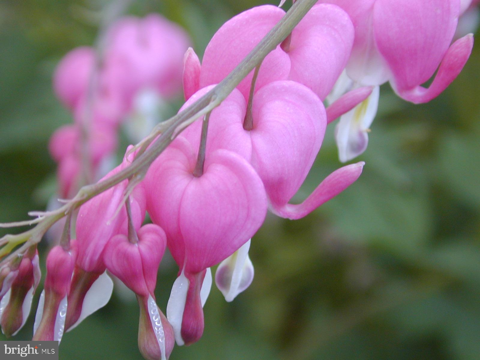 TWIN BROOK ESTATES - Residential