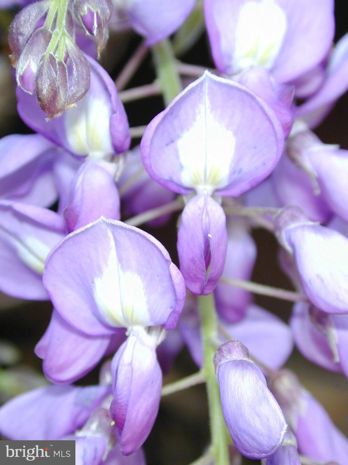 TWIN BROOK ESTATES - Residential