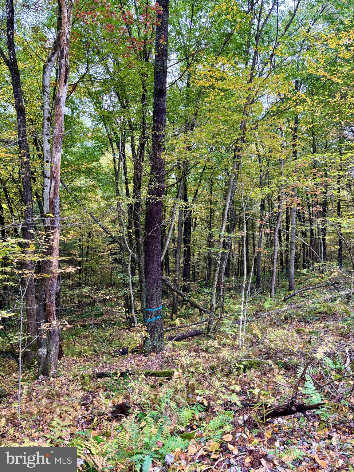 2600 BEECH CREEK MOUNTAIN ROAD