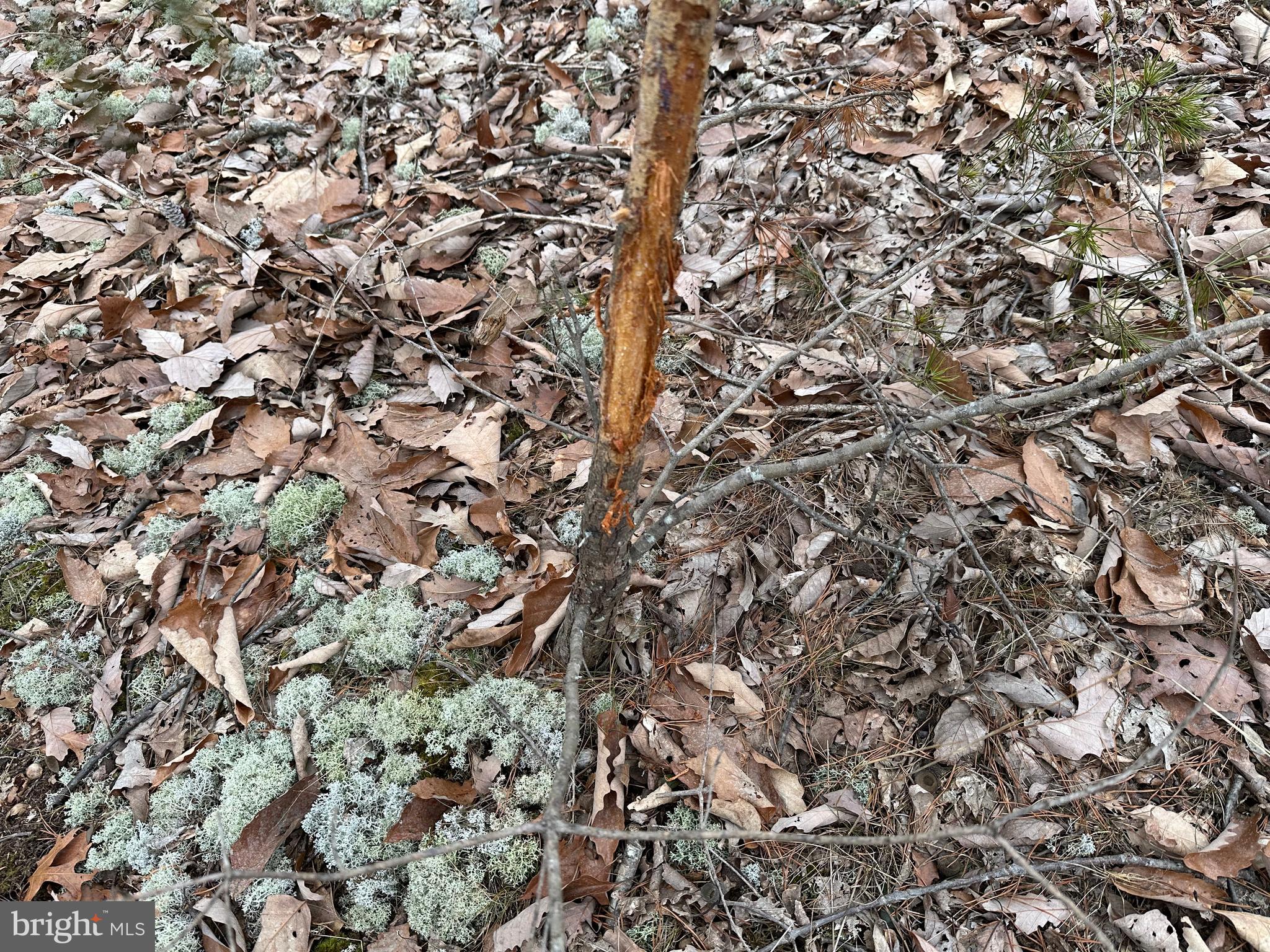 HAMILTON ESTATES - Land