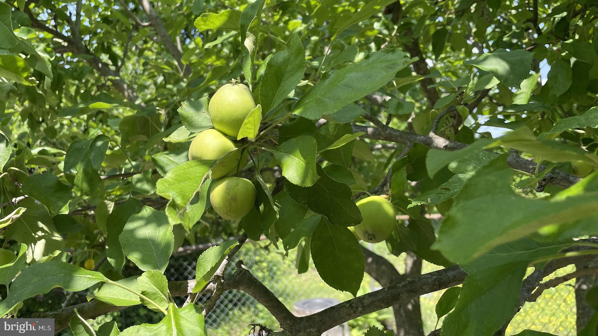 COLLEGE PARK - Residential