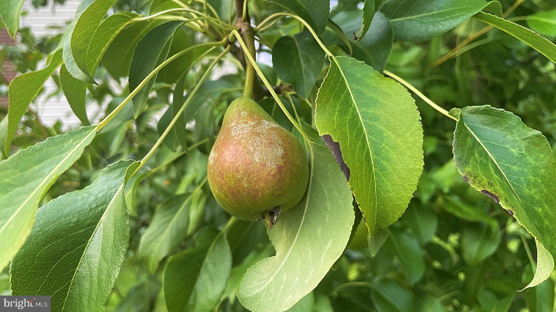 COLLEGE PARK - Residential