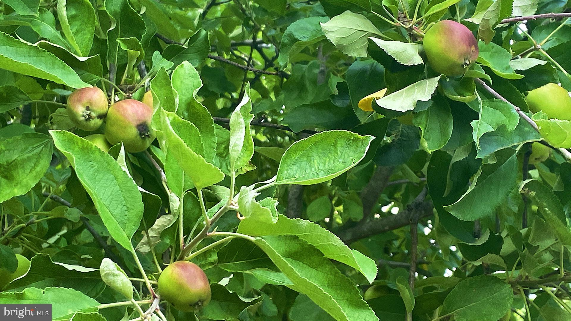 COLLEGE PARK - Residential