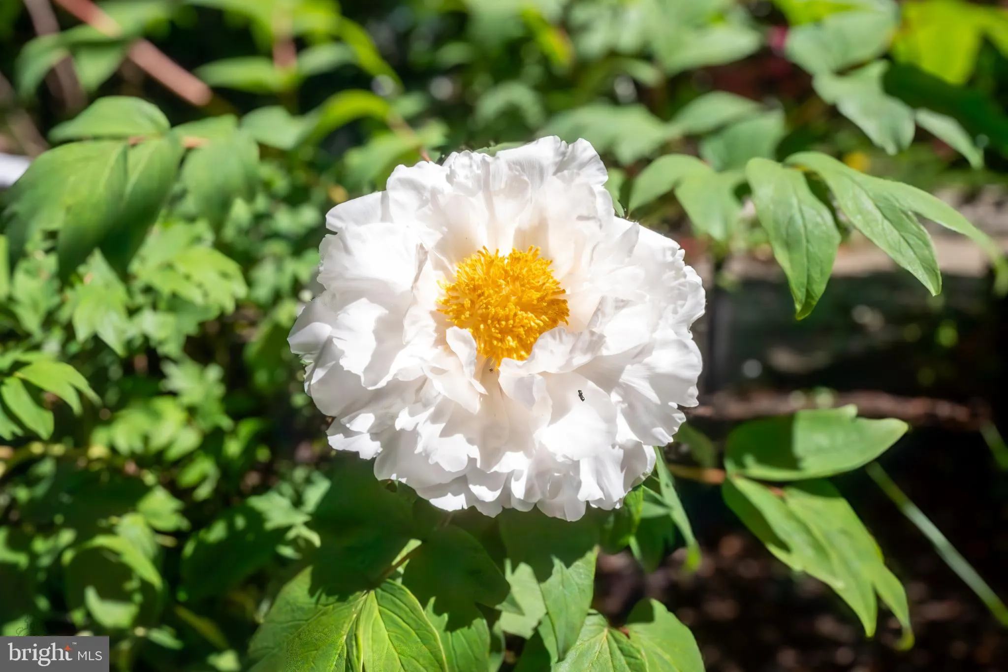 Philadelphia, Pennsylvania 19118, United States, 4 Bedrooms Bedrooms, ,3 BathroomsBathrooms,Residential,Active,136181