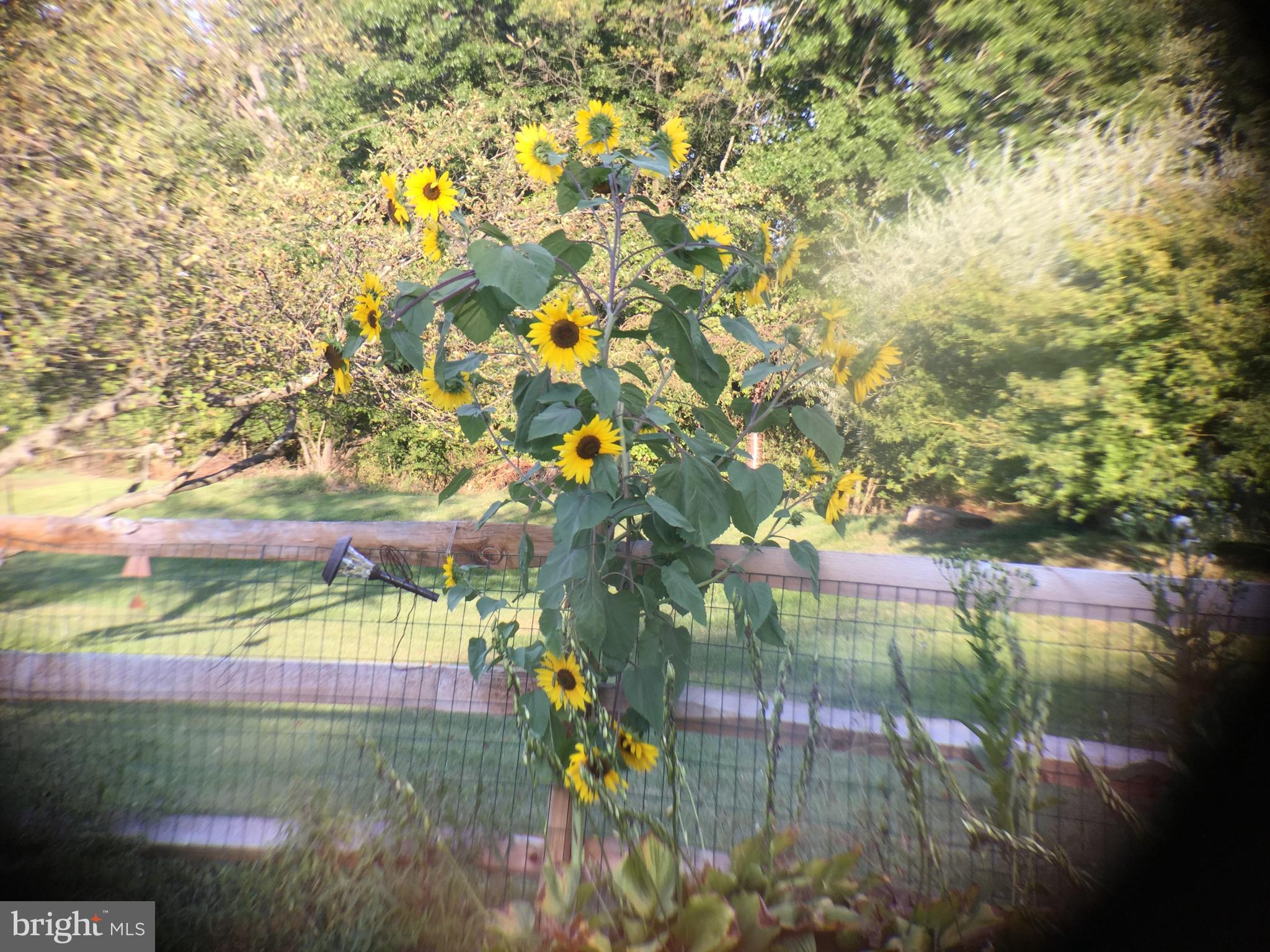 HAMPTON CHASE - Residential