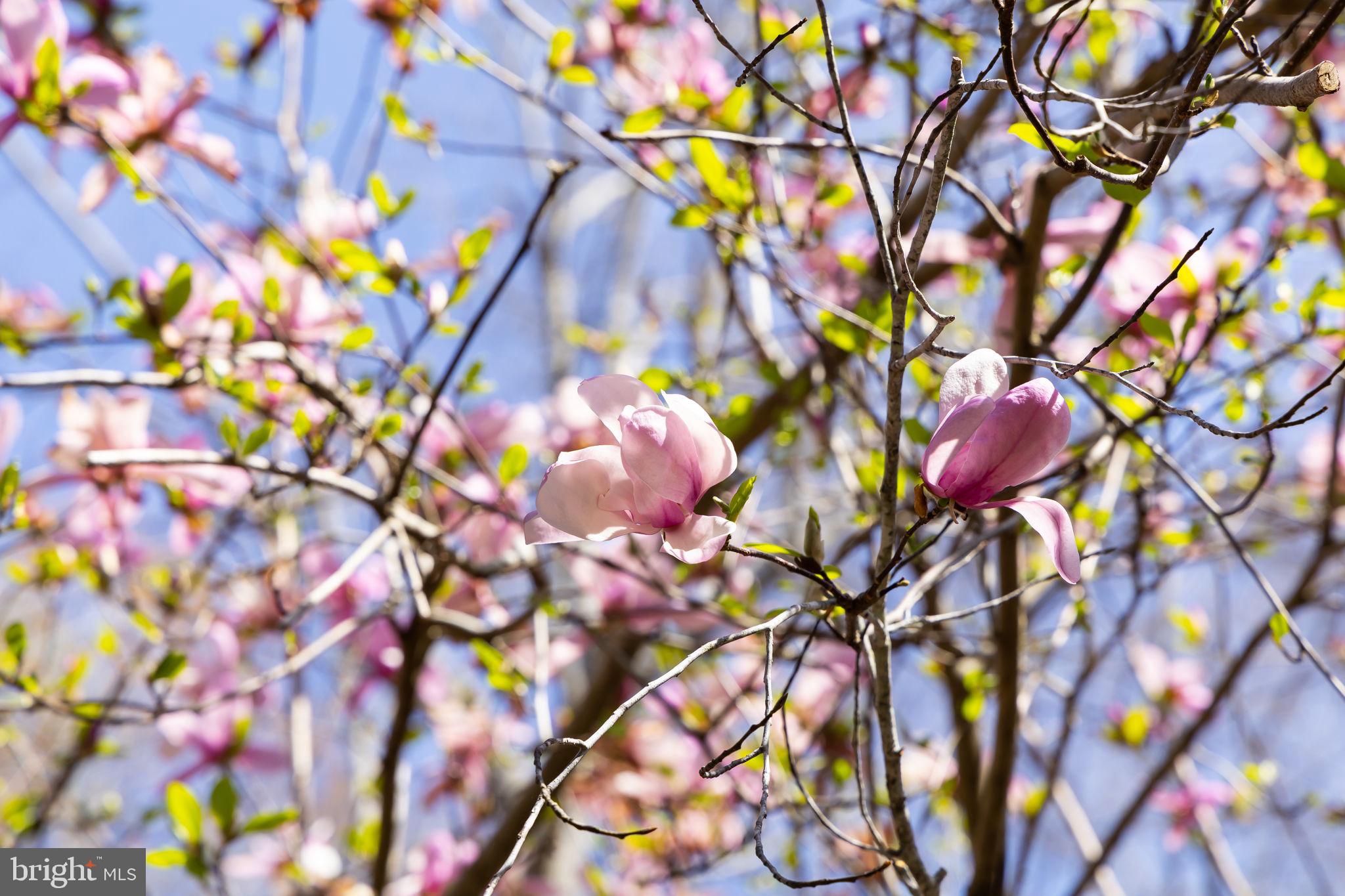 CAMELOT-BROOK HAVEN - Residential